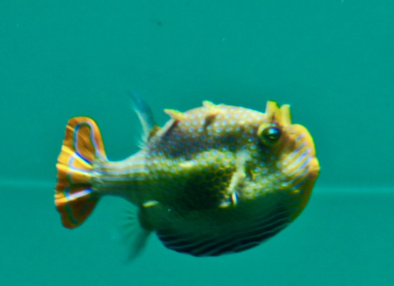 Ornate boxfish male (Aracana ornata)