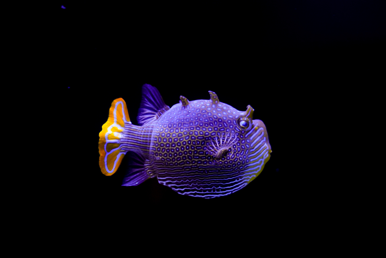 Ornate Boxfish (male)