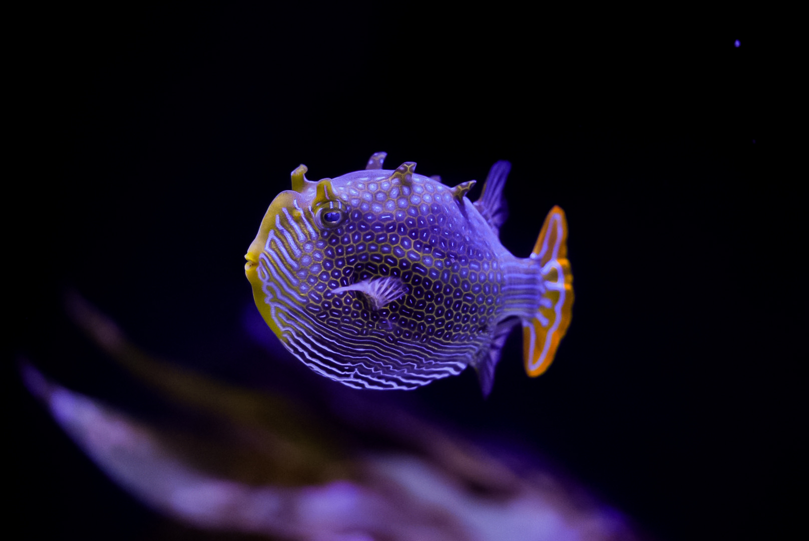 Ornate Boxfish (male)