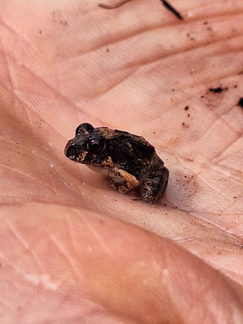 Ornate Burrowing Frog froglet (Platyplectrum ornatum)