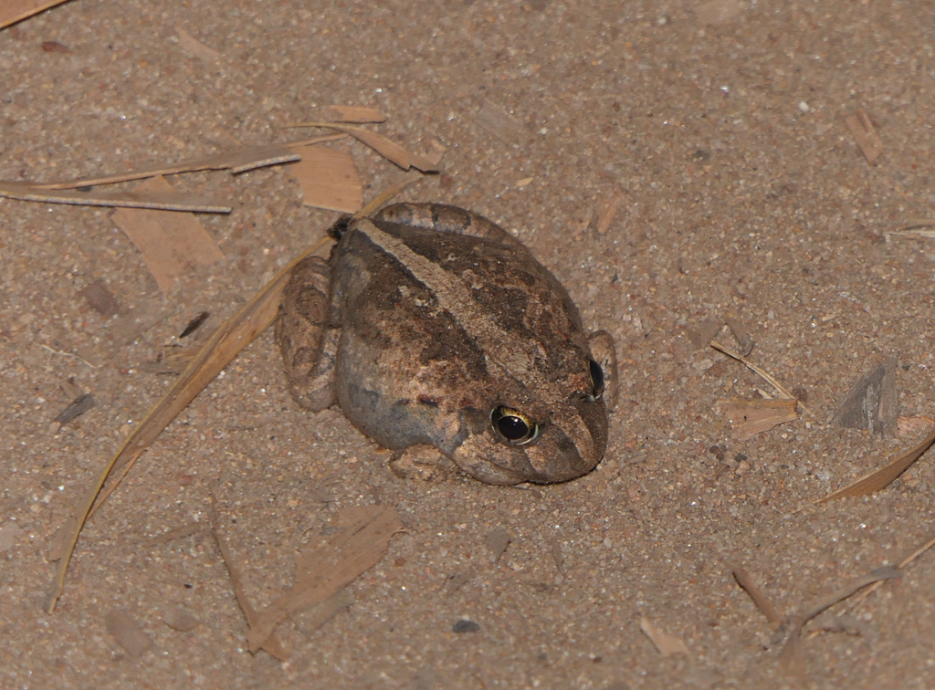 Ornate Burrowing Frog (Platyplectrum ornatum)