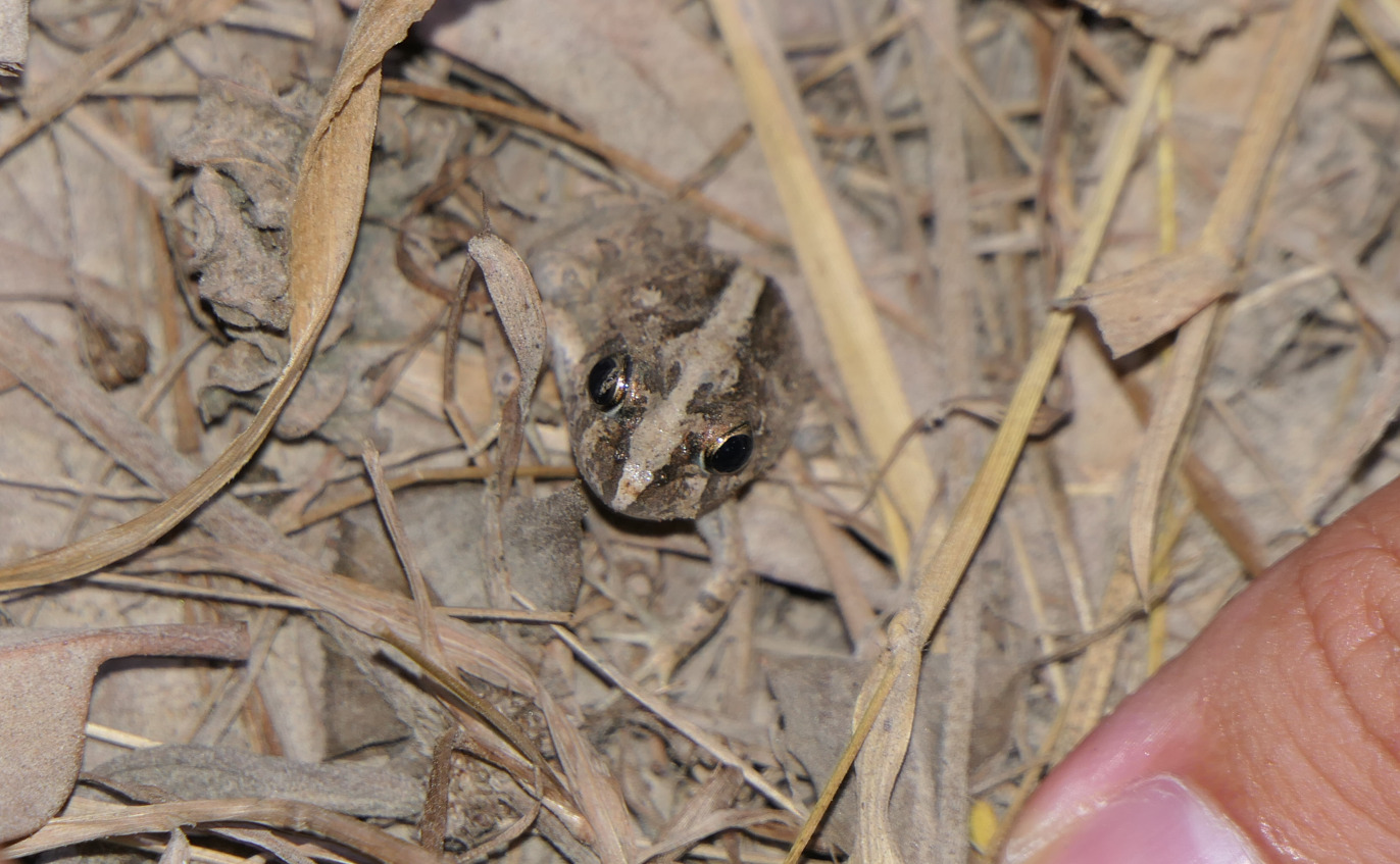 Ornate Burrowing Frog (Platyplectrum ornatum)