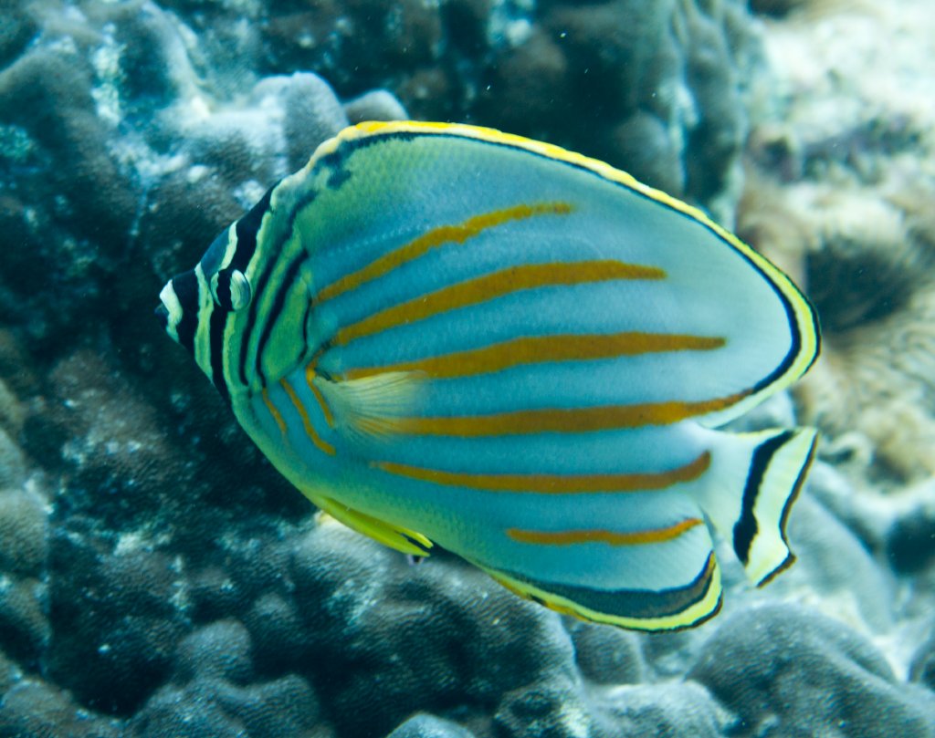 Ornate Butterflyfish (Chaetodon ornatissimus)