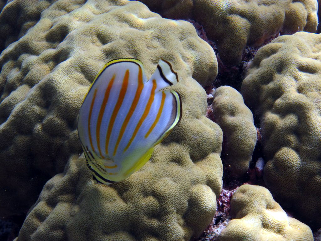 Ornate Butterflyfish