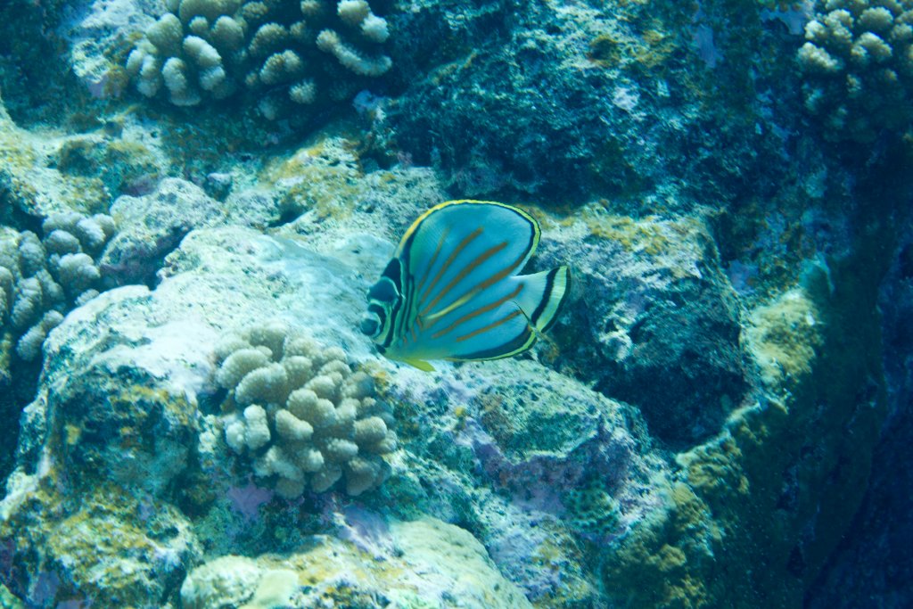 Ornate Butterflyfish