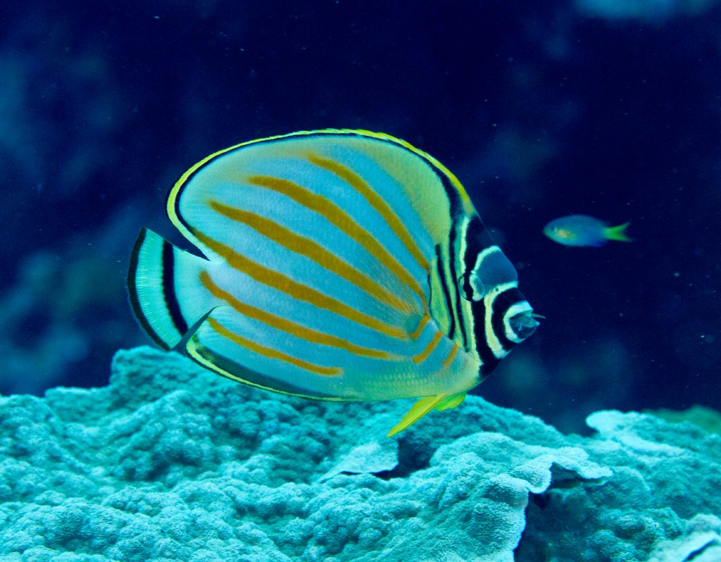 Ornate Butterflyfish