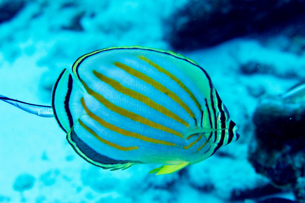 Ornate Butterflyfish