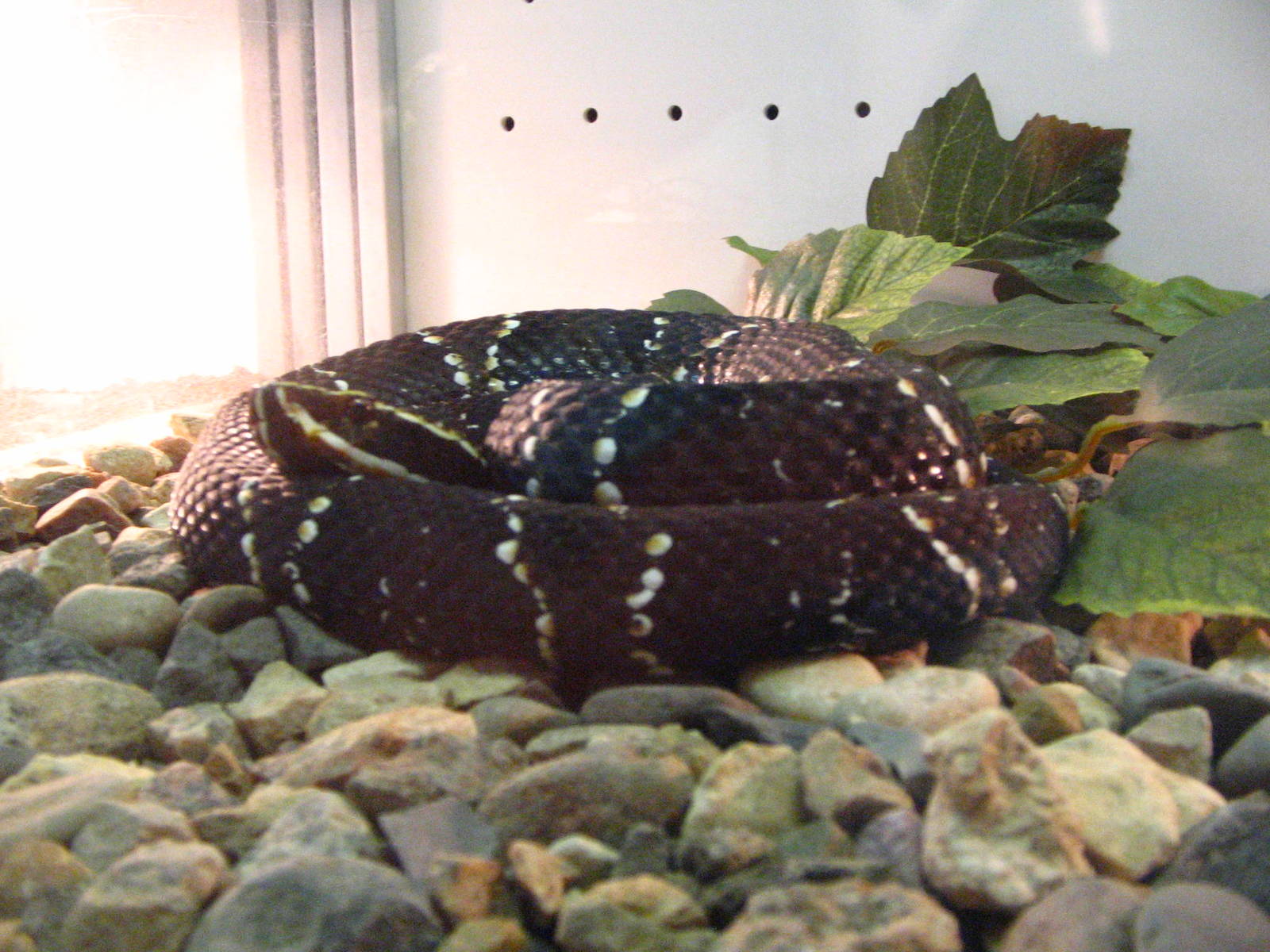 Ornate cantil (Agkistrodon bilineatus taylori)