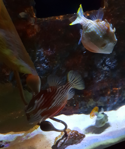 Ornate Cowfish and Shaw's Cowfish