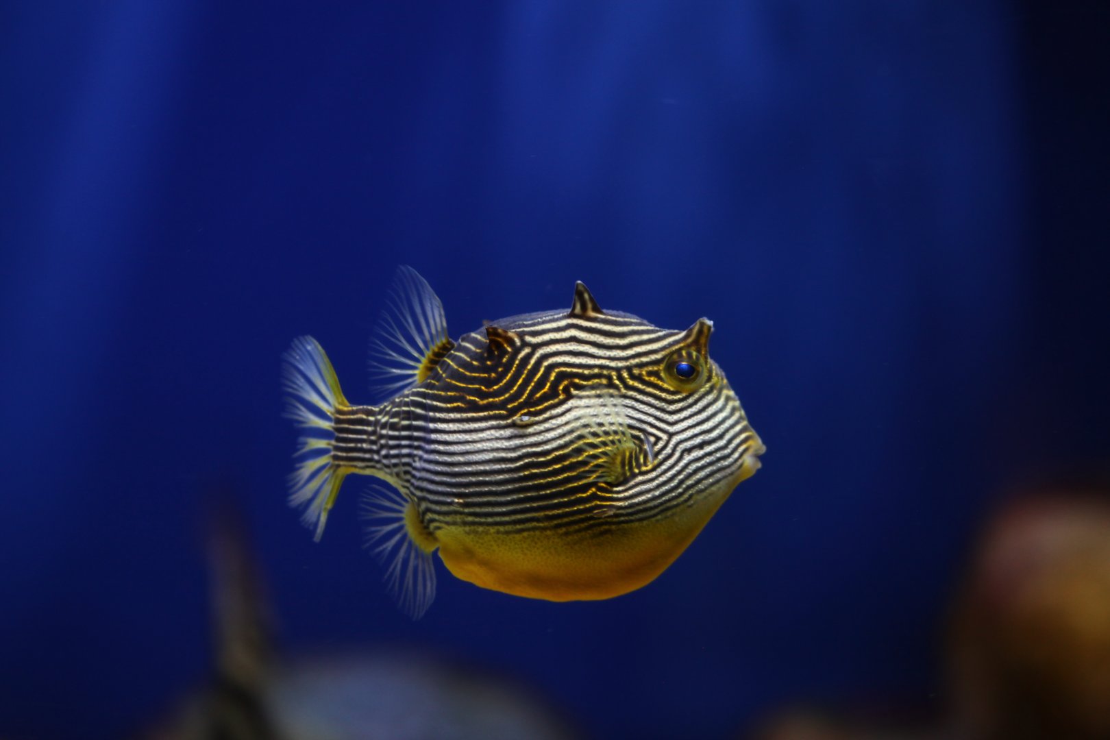 Ornate cowfish (Aracana ornata) female