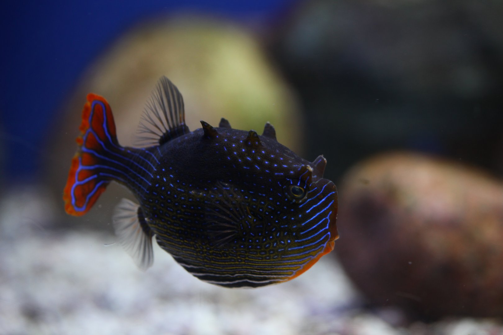 Ornate cowfish (Aracana ornata) male