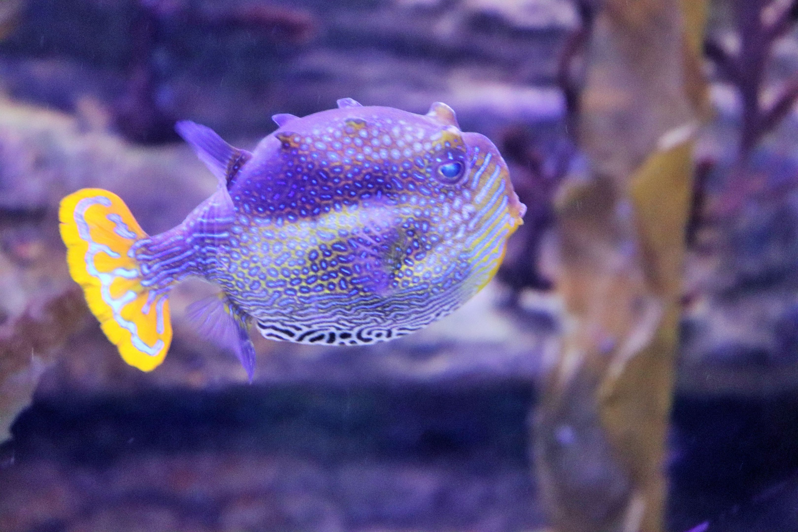 Ornate Cowfish (Aracana ornata)