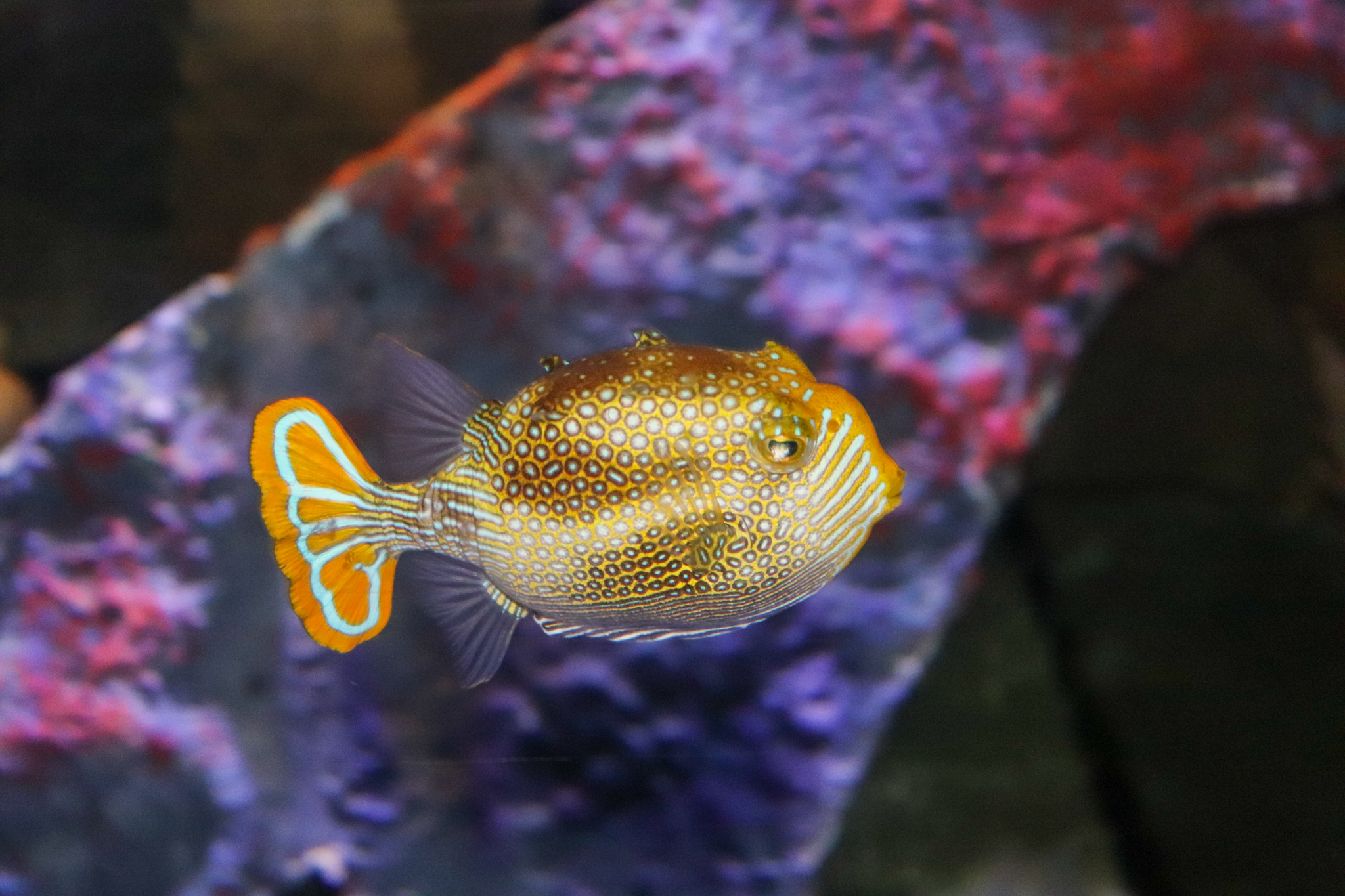 Ornate Cowfish (Aracana ornata)