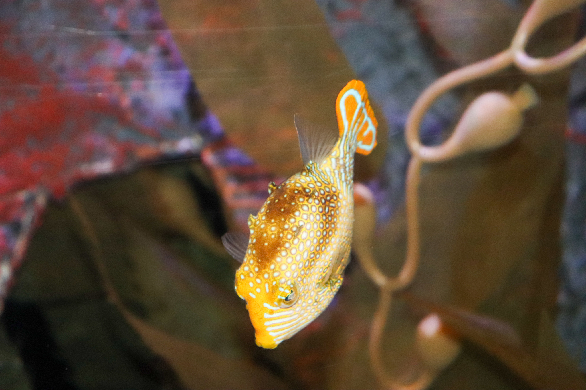 Ornate Cowfish (Aracana ornata)