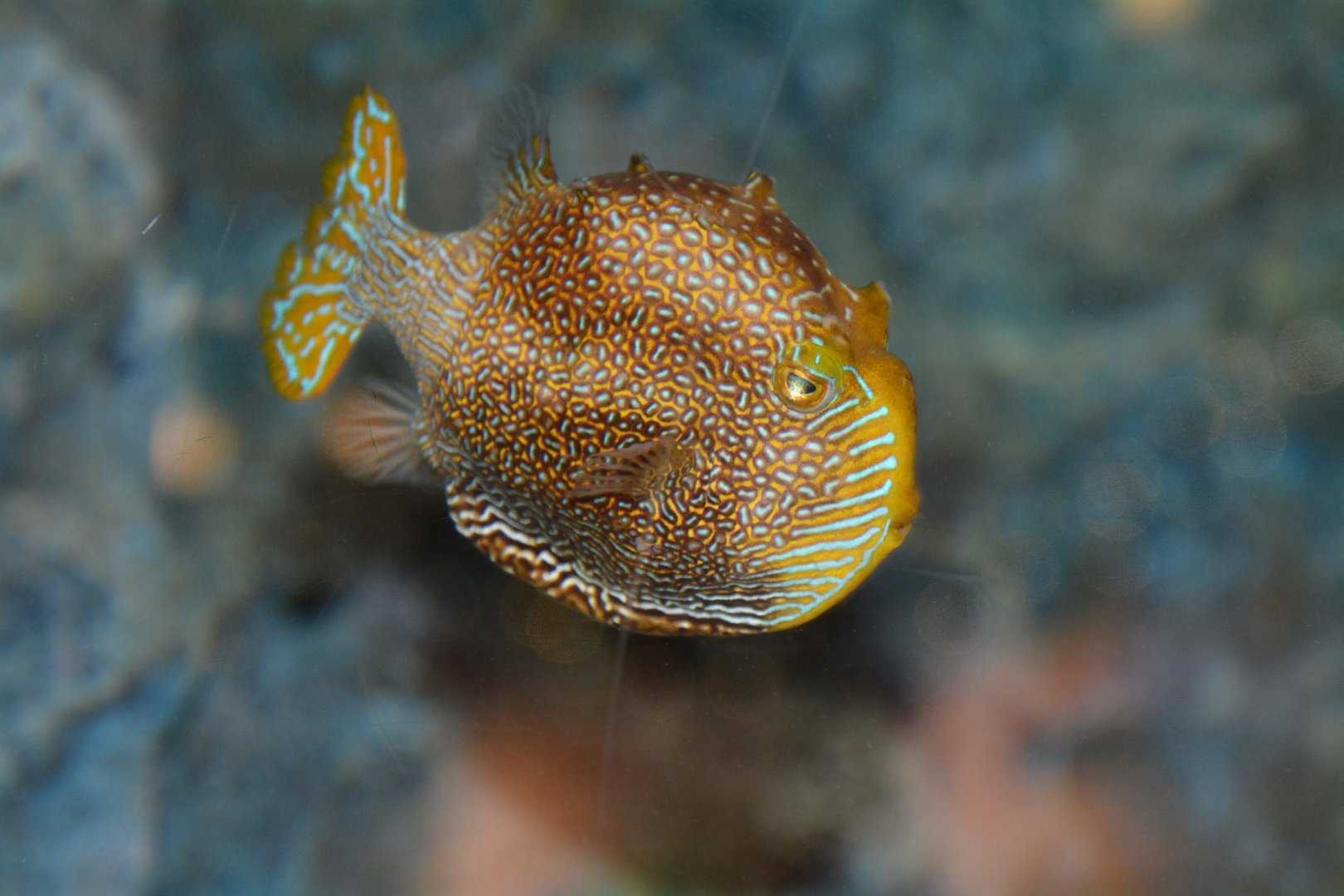 Ornate cowfish (Aracana ornata)