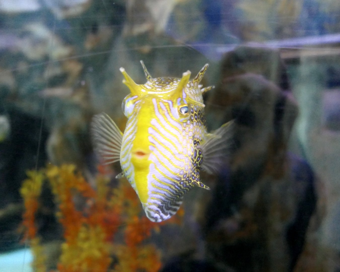 Ornate Cowfish (Aracana ornata)