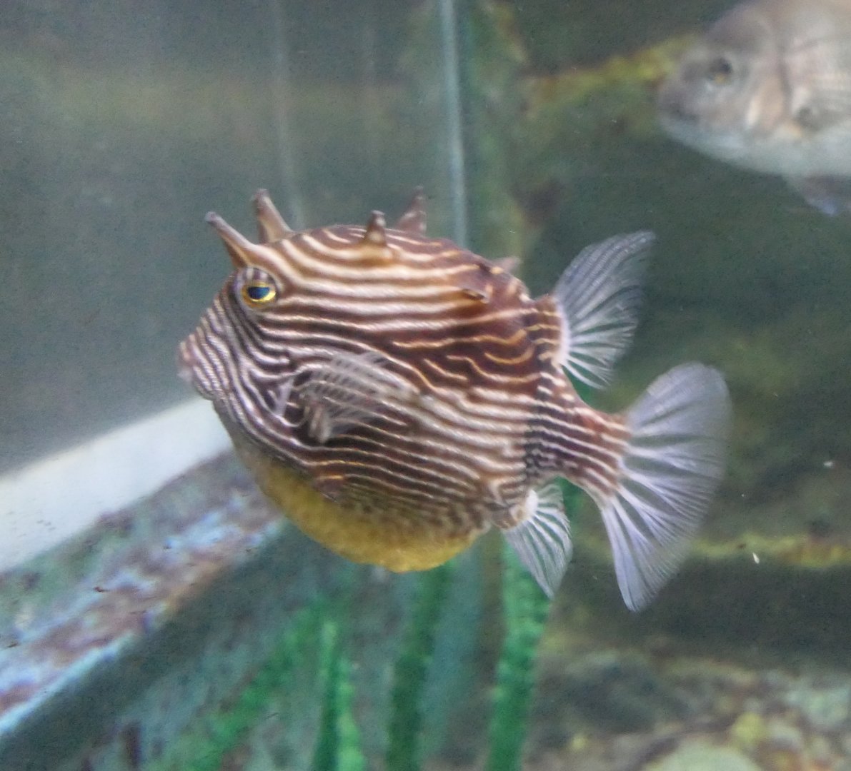 Ornate Cowfish (Aracana ornata)