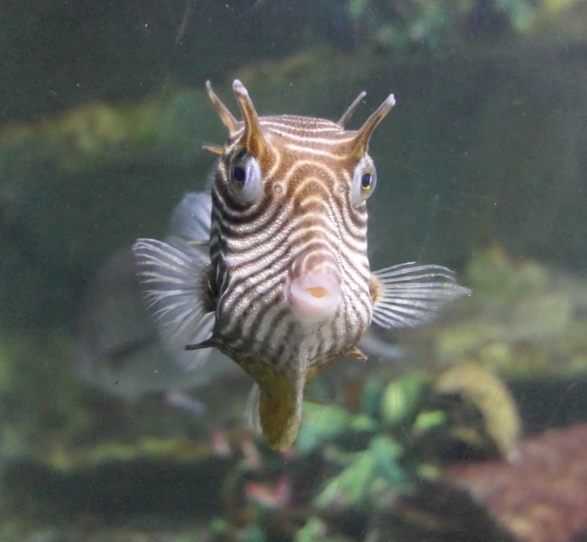 Ornate Cowfish (Aracana ornata)