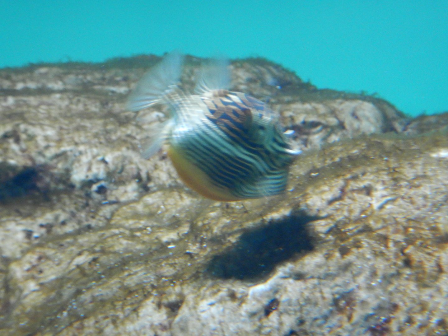 Ornate Cowfish