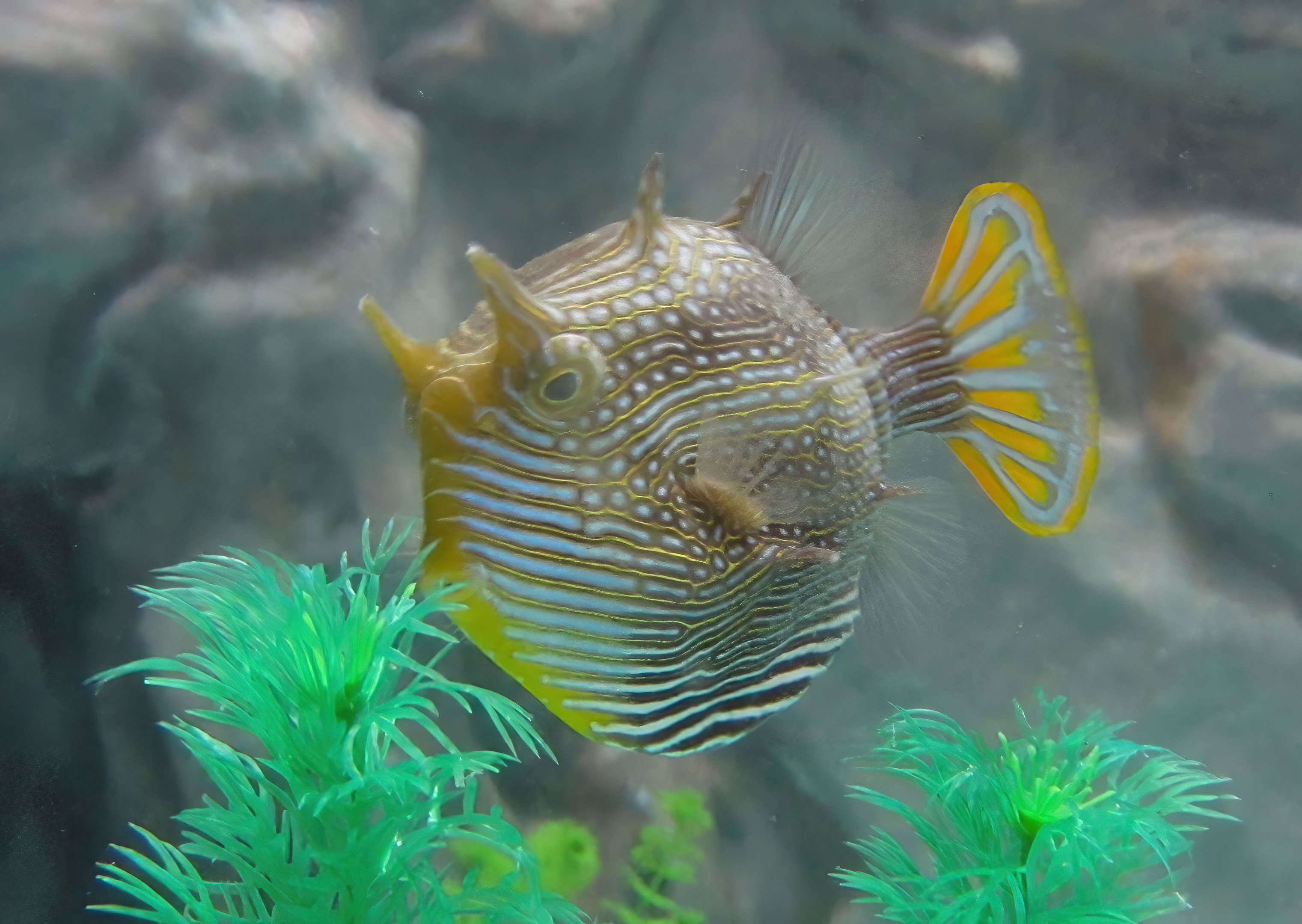 Ornate Cowfish