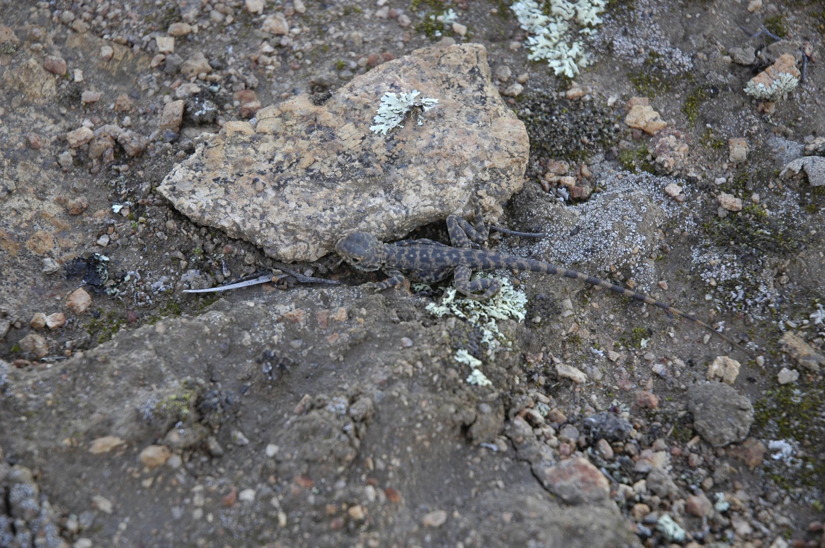 Ornate Crevice Dragon (Ctenophorus ornatus)