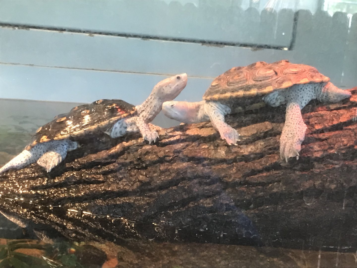 Ornate diamondback terrapin