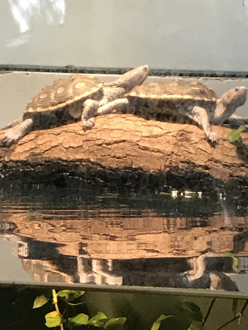 Ornate diamondback terrapins