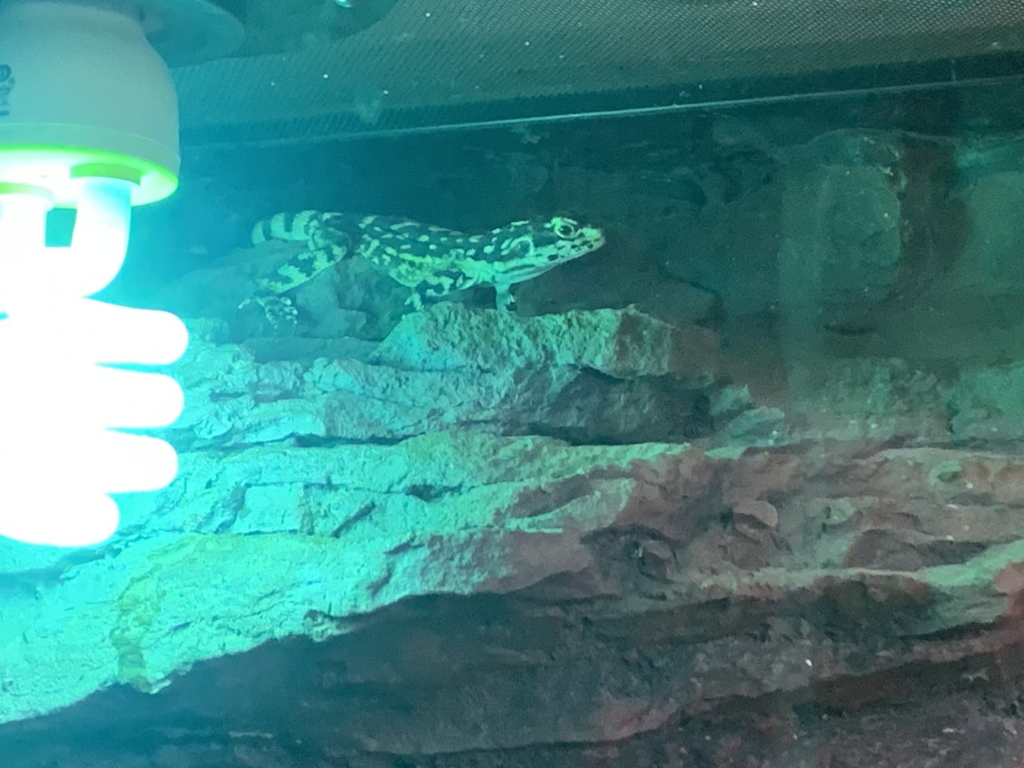 Ornate Dragon in the 'Dragon House'