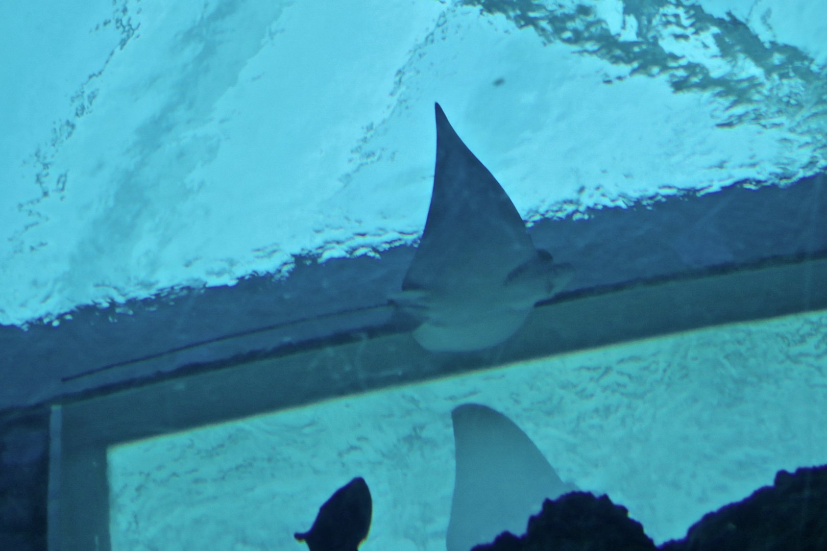 Ornate Eagle Ray (Aetomylaeus vespertilio)