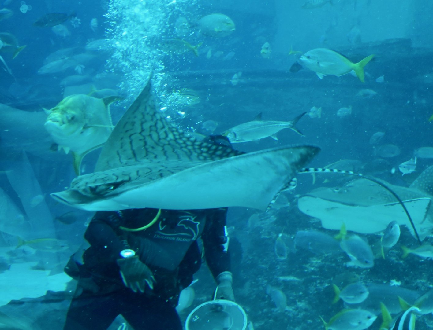 Ornate Eagle Ray (Aetomylaeus vespertilio)
