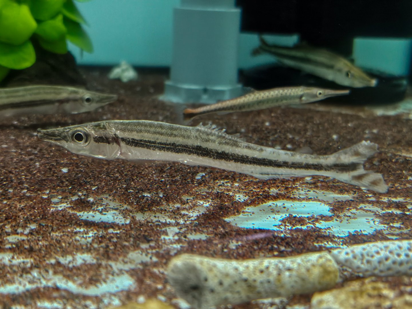 Ornate False Scissor-beak (Ichthyborus ornatus)