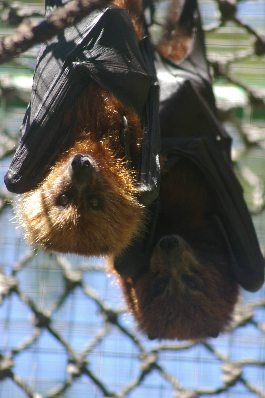 ornate flying foxes (Pteropus ornatus)