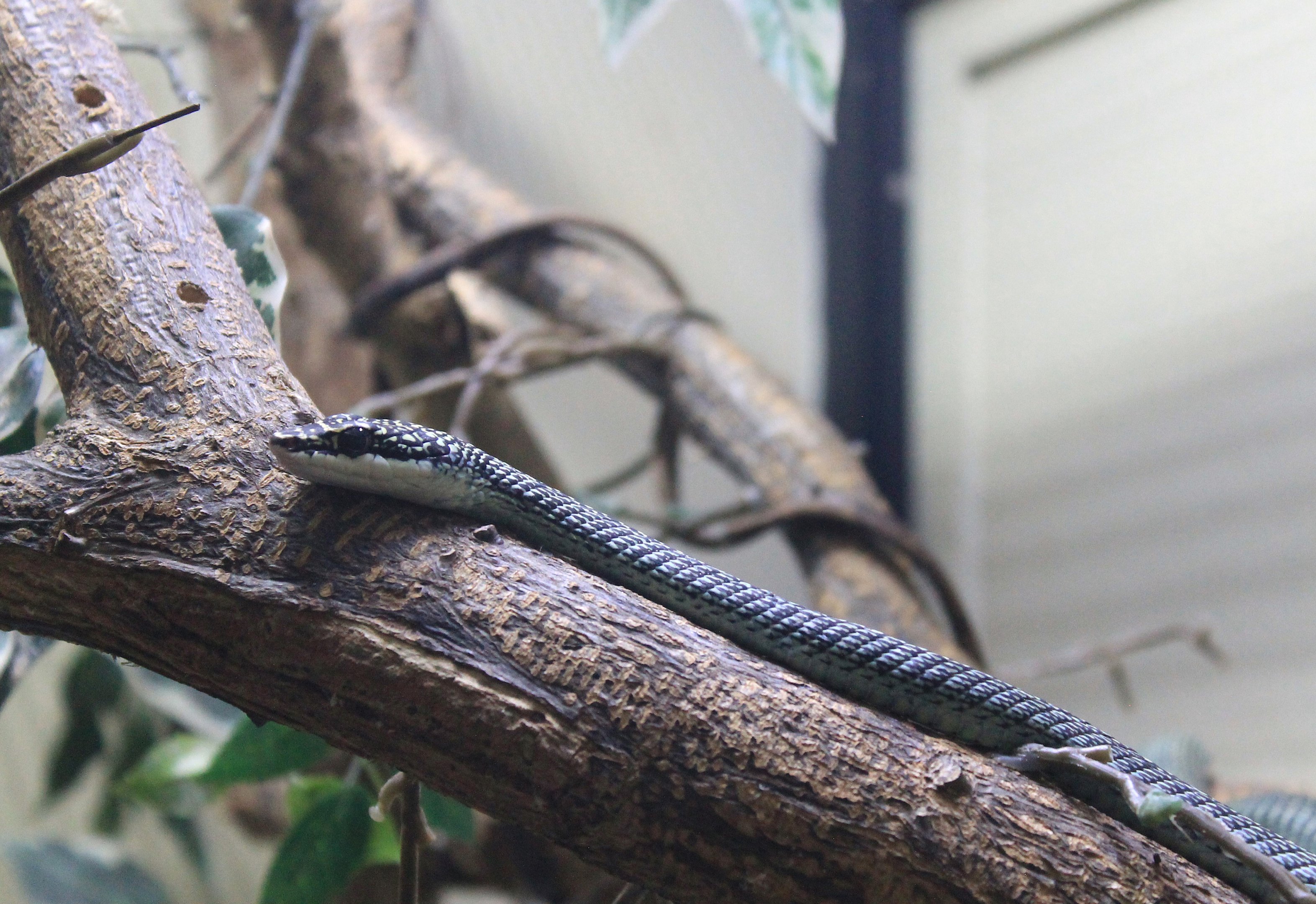 Ornate Flying Snake (Chrysopelea ornata ornatissima)