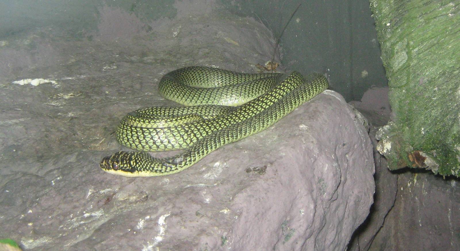 Ornate Flying Snake (Chrysopelea ornata)