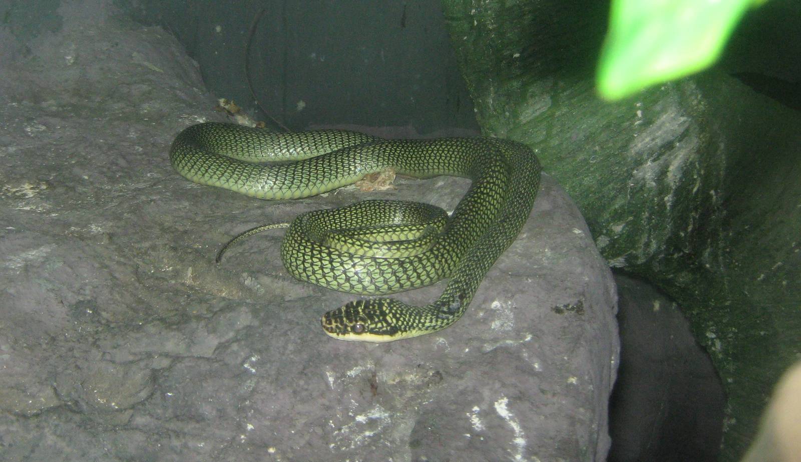 Ornate Flying Snake (Chrysopelea ornata)