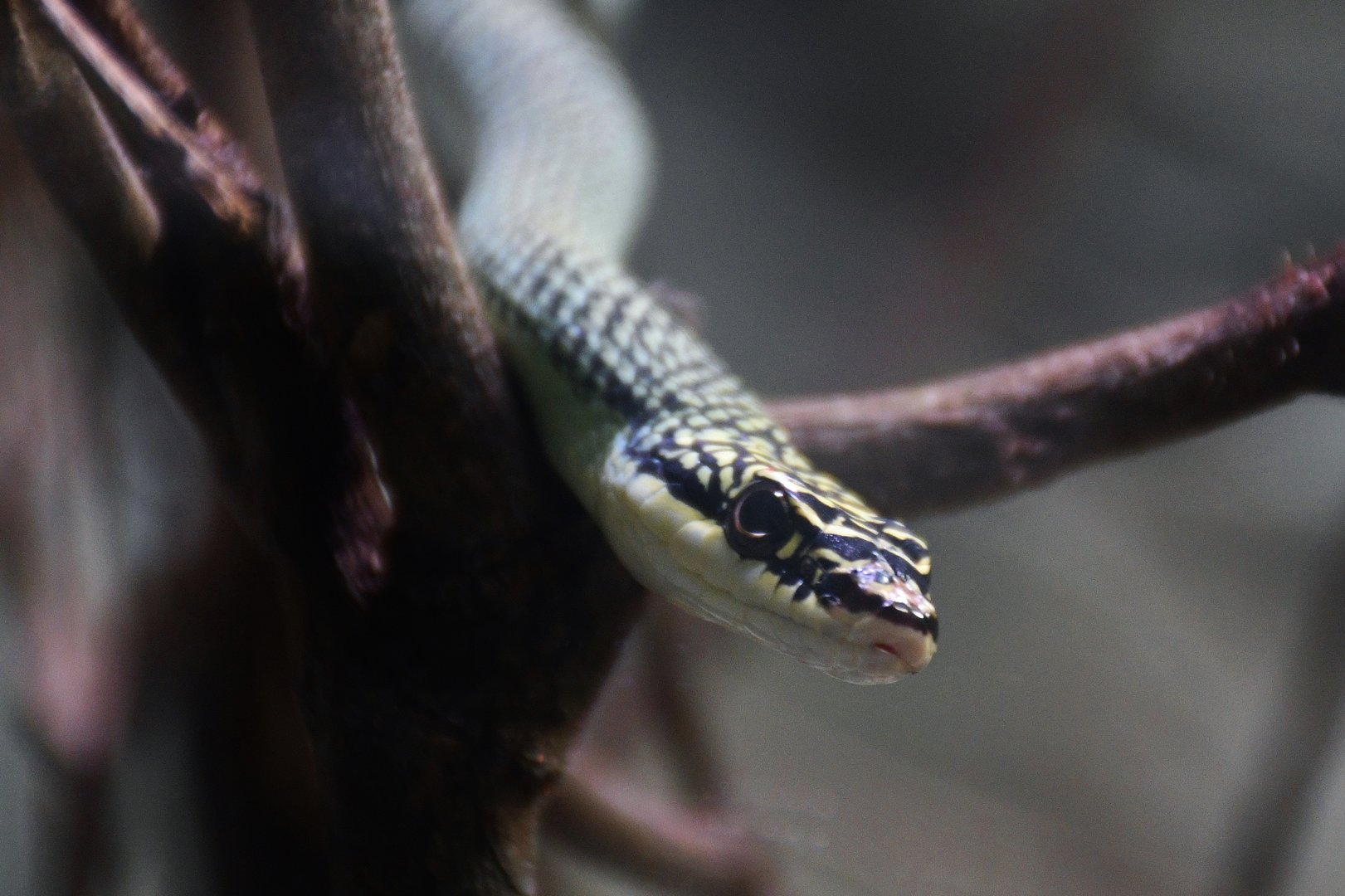Ornate Flying Snake (Chrysopelea ornata)