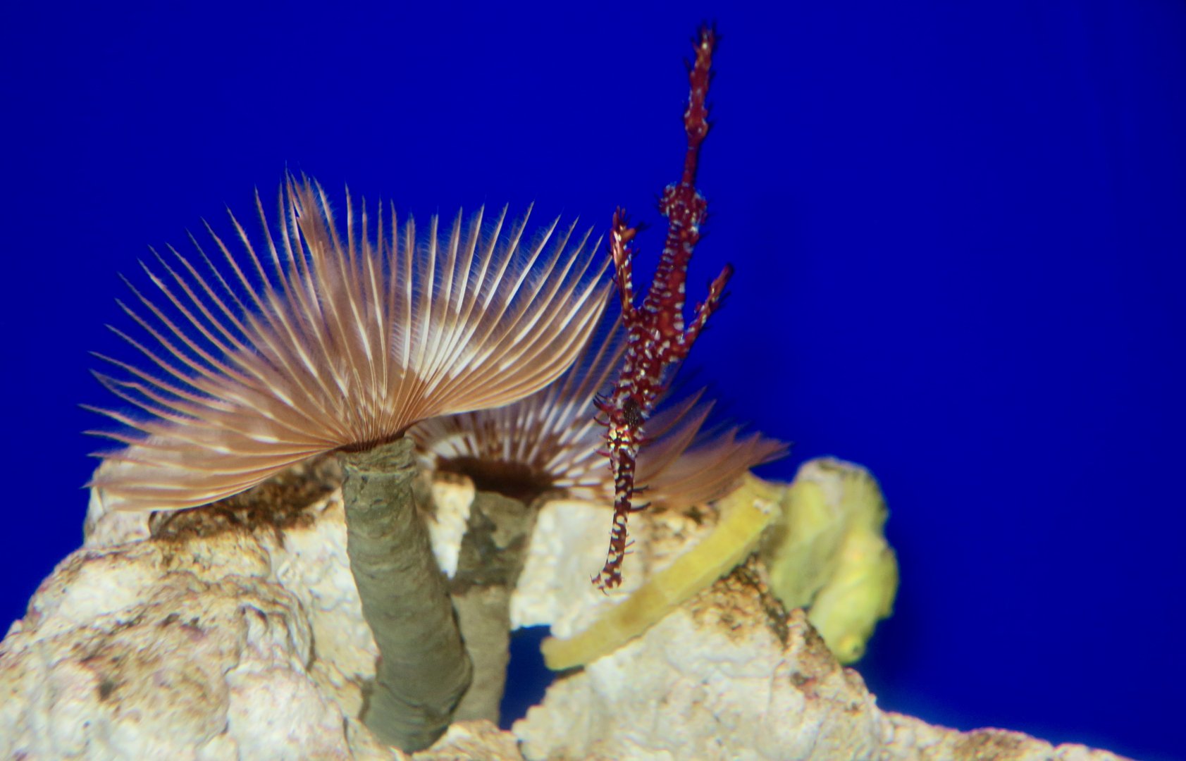 Ornate Ghost Pipefish (Solenostomus paradoxus)