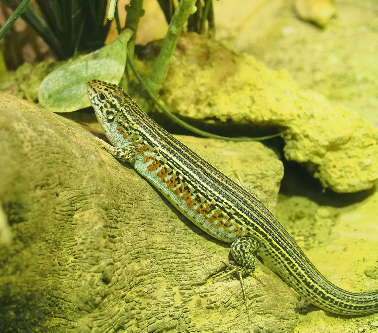 Ornate girdled lizard (Zonosaurus ornatus), 2023-05-15