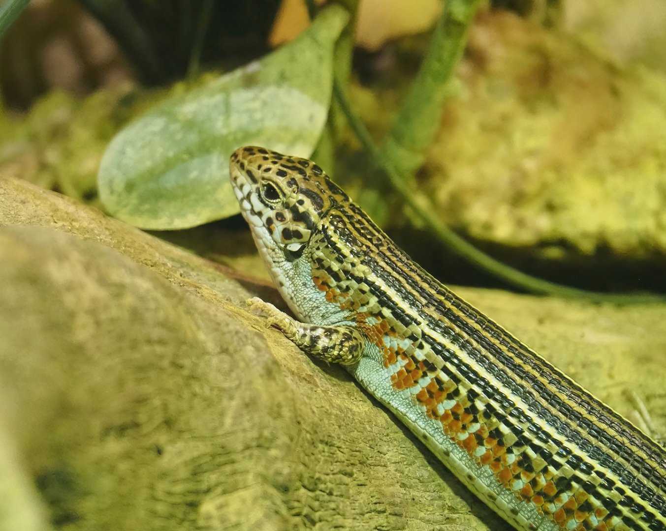 Ornate girdled lizard (Zonosaurus ornatus), 2023-05-15