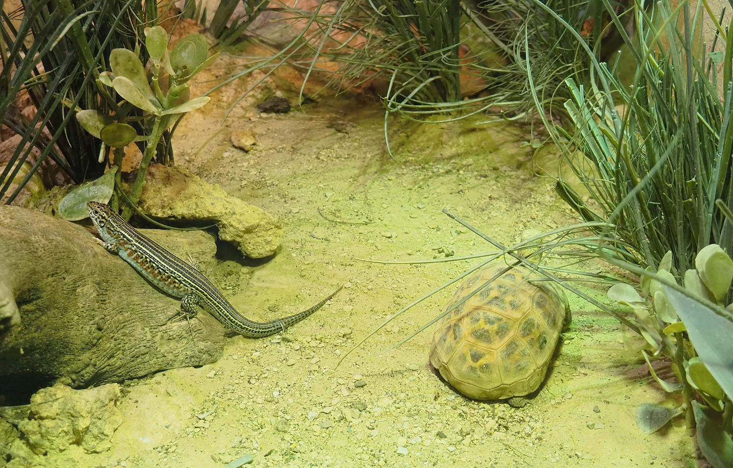 Ornate girdled lizard (Zonosaurus ornatus) and Malagasy spider tortoise (Pyxis arachnoides), 2023-05-15