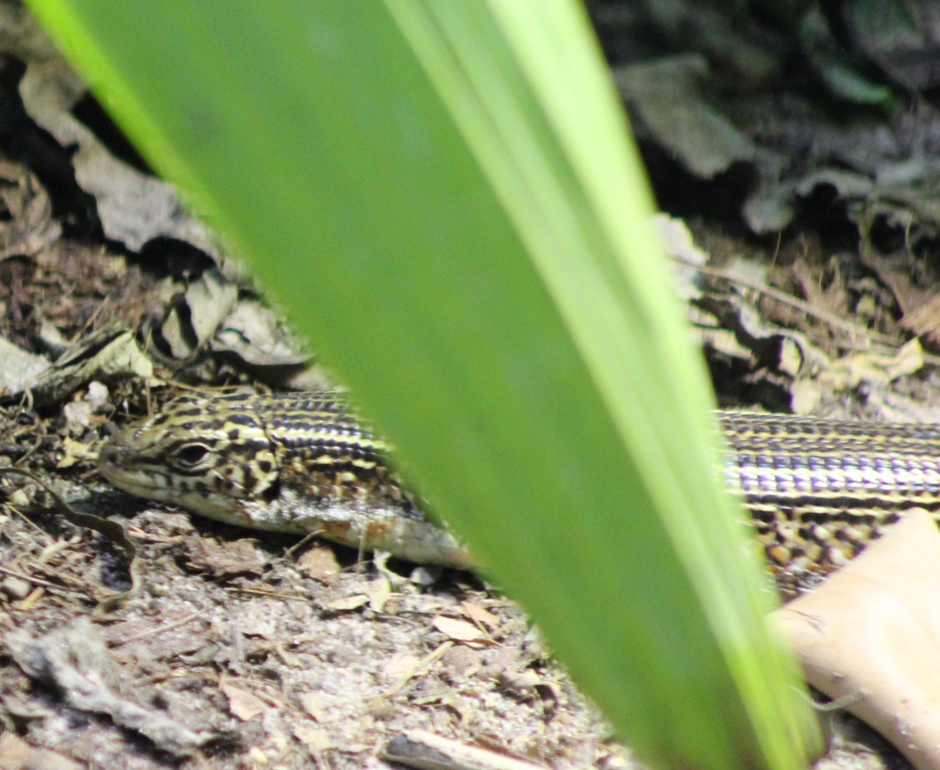 Ornate girdled lizard - Zonosaurus ornatus