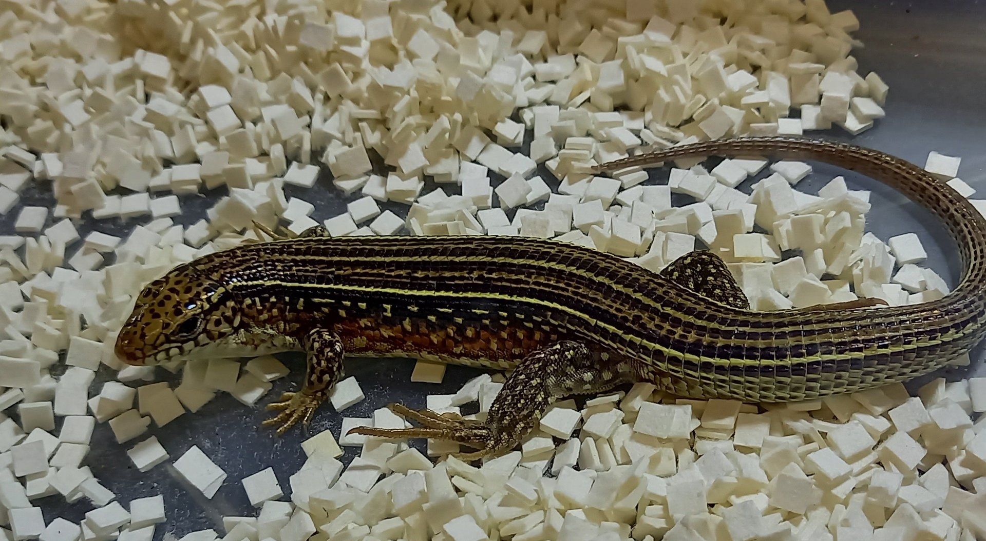 Ornate girdled lizard - Zonosaurus ornatus