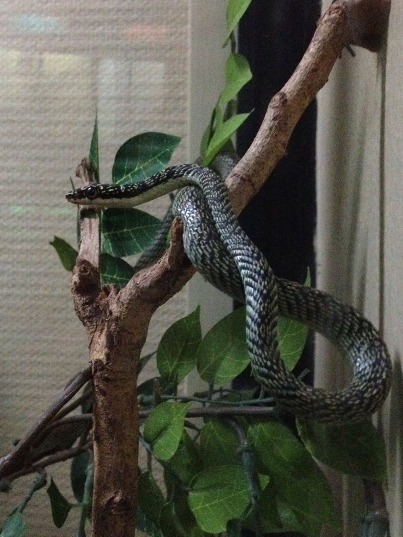Ornate Gliding Snake (Chrysopelea ornata)