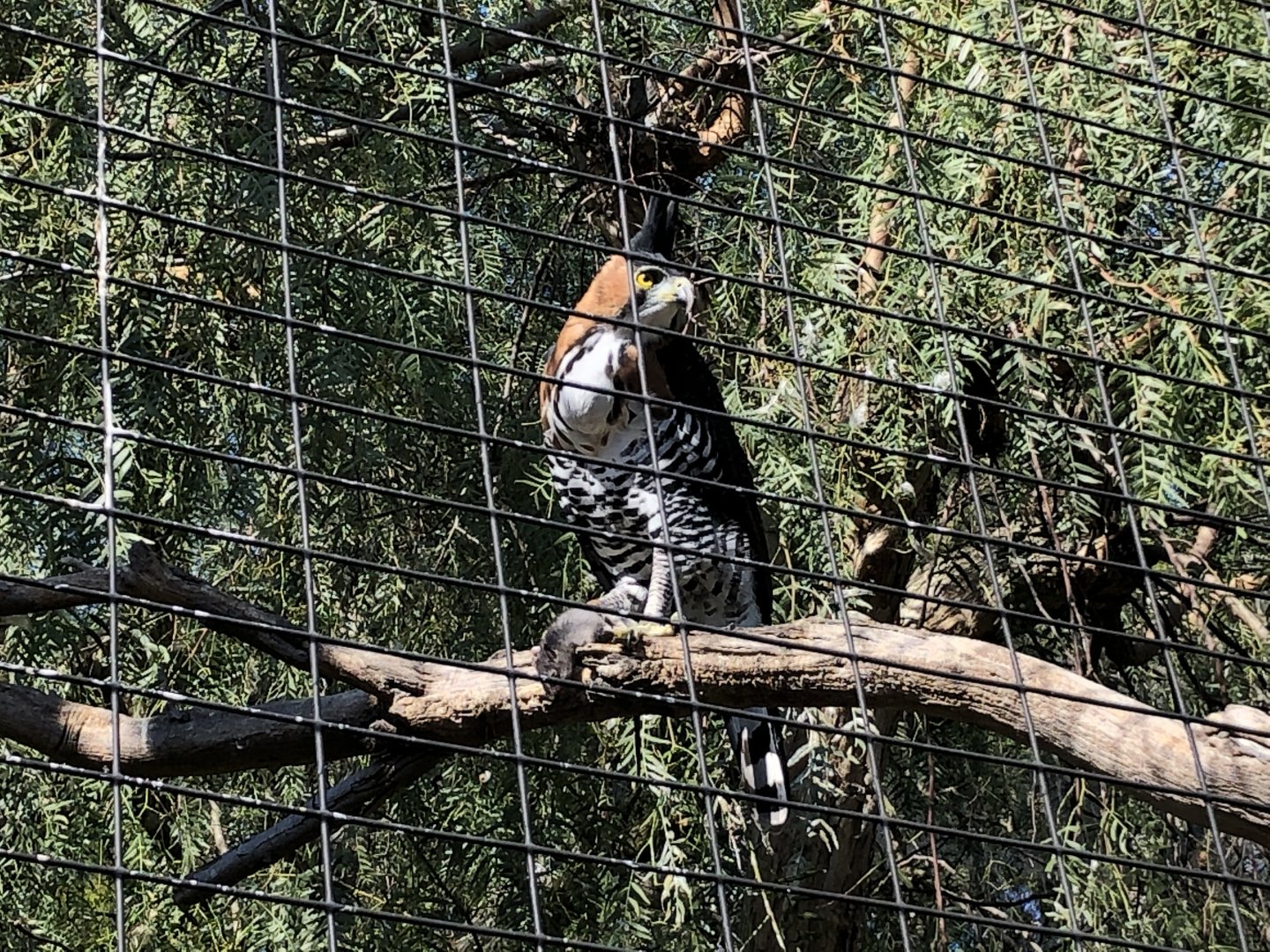 Ornate hawk-eagle and prey