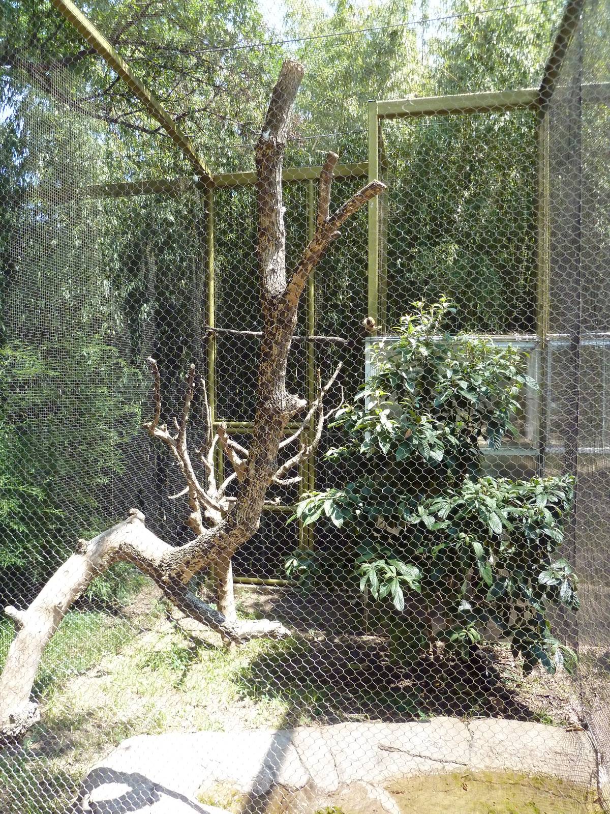 Ornate Hawk-Eagle Exhibit
