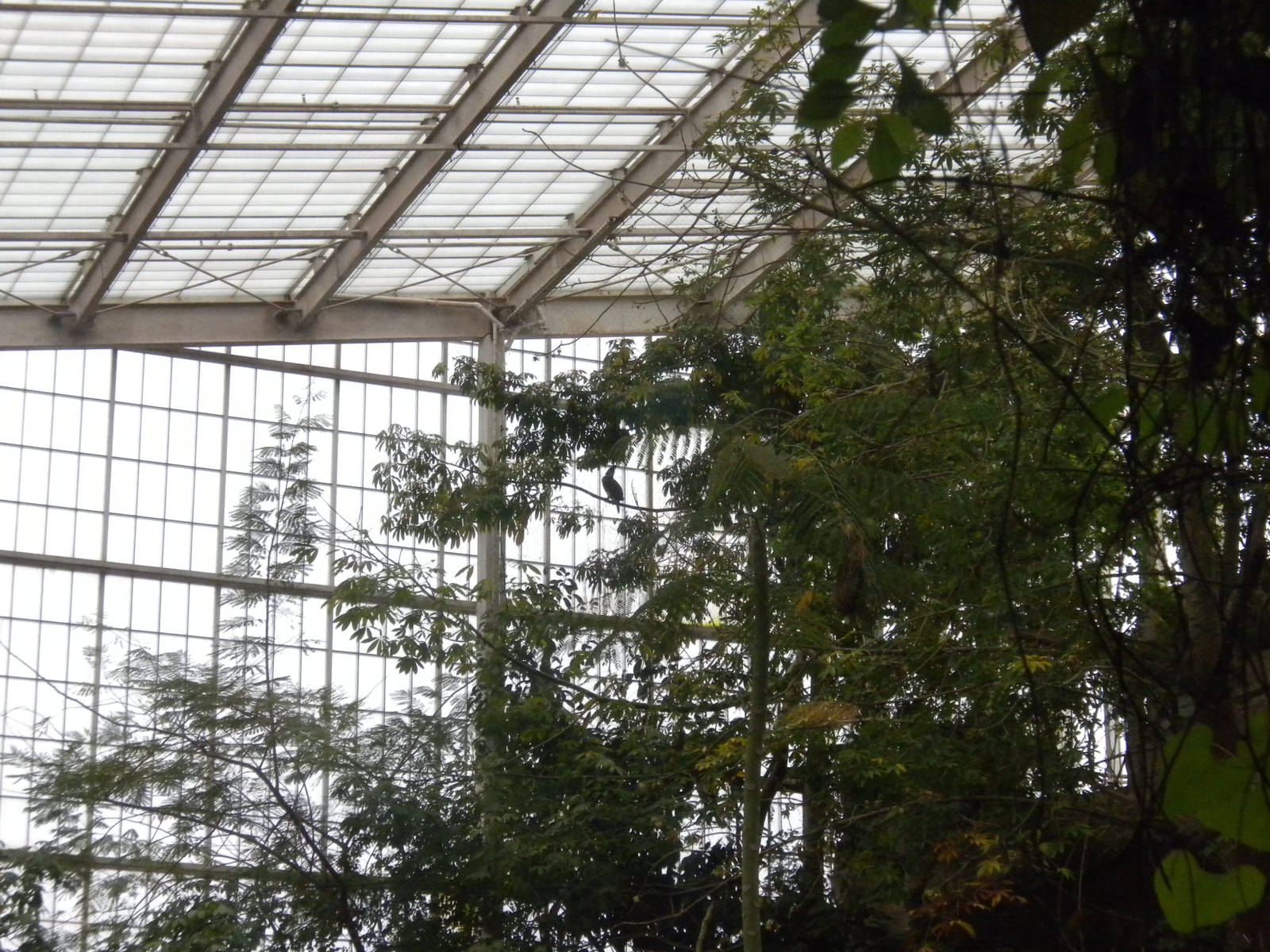 Ornate Hawk Eagle exhibit