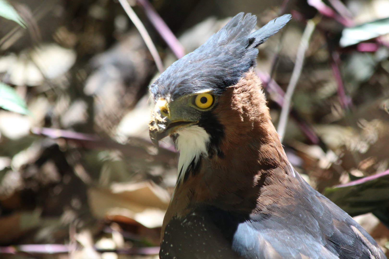 Ornate Hawk-Eagle - Mar 2019