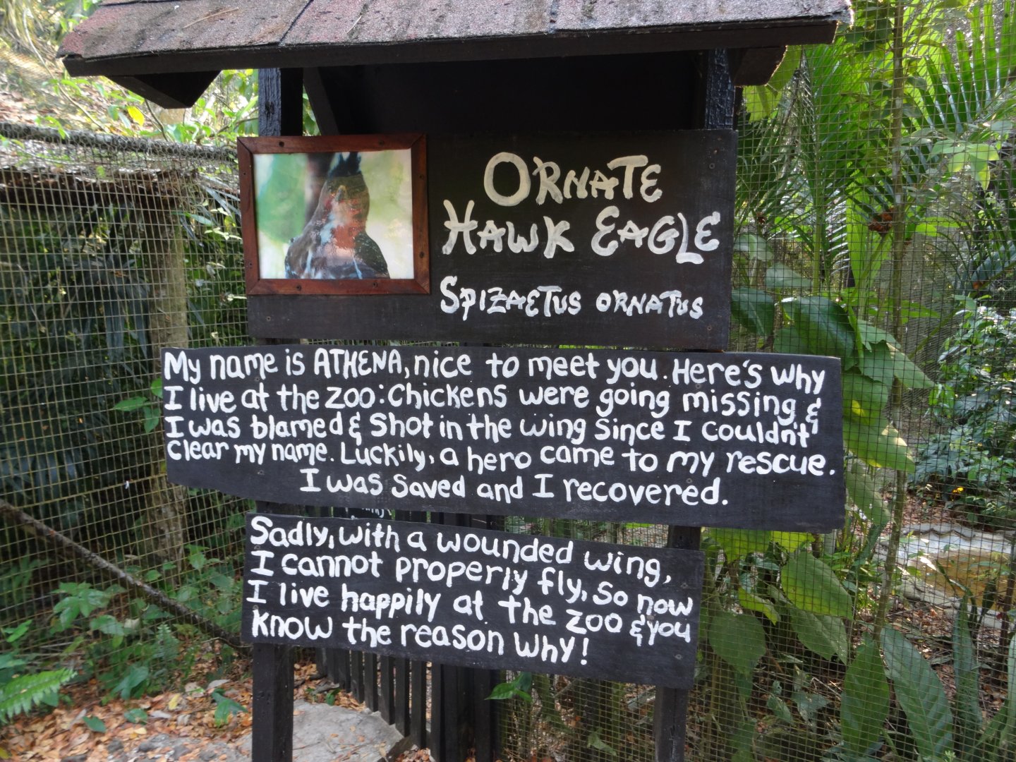 Ornate Hawk Eagle Signage
