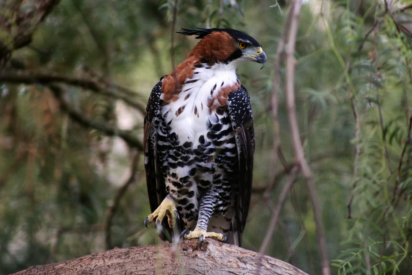 Ornate Hawk-Eagle (Spizaetus ornatus), December 2019