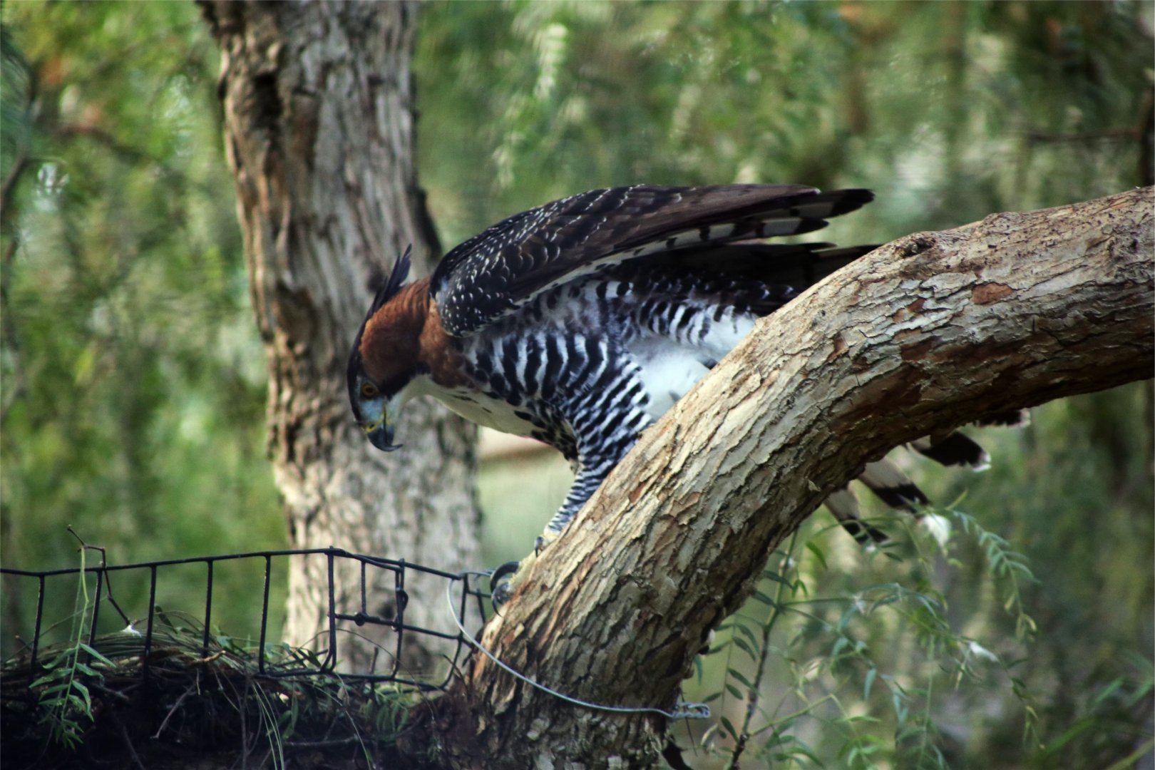 Ornate Hawk-eagle (Spizaetus ornatus)